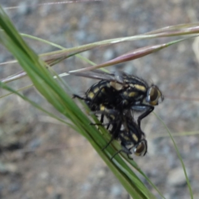 Oxysarcodexia varia (Striped Dung Fly) at Lake Burley Griffin West - 24 Nov 2019 by JanetRussell