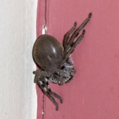 Sparassidae (family) at Higgins, ACT - 11 Dec 2019 08:35 AM