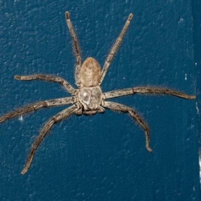 Isopeda (genus) (Huntsman Spider) at Higgins, ACT - 9 Dec 2019 by AlisonMilton
