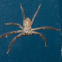 Isopeda sp. (genus) (Huntsman Spider) at Higgins, ACT - 9 Dec 2019 by AlisonMilton