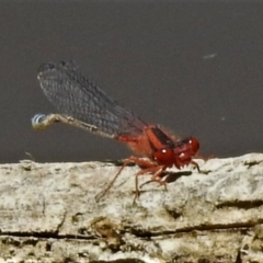 Xanthagrion erythroneurum (Red & Blue Damsel) at Mulligans Flat - 12 Dec 2019 by JohnBundock