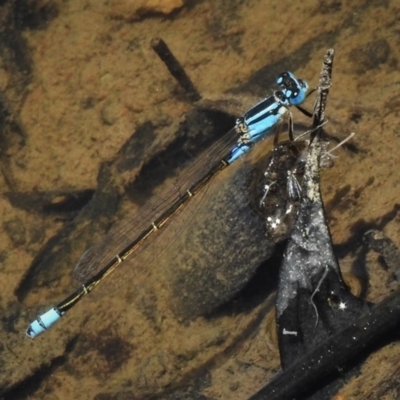 Ischnura heterosticta (Common Bluetail Damselfly) at Mulligans Flat - 12 Dec 2019 by JohnBundock