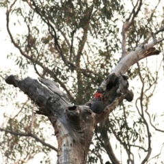 Callocephalon fimbriatum (Gang-gang Cockatoo) at ANBG - 12 Dec 2019 by HelenCross