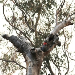 Callocephalon fimbriatum at Acton, ACT - 12 Dec 2019