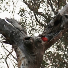 Callocephalon fimbriatum at Acton, ACT - suppressed