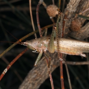 Pseudorhynchus mimeticus at Rosedale, NSW - 14 Nov 2019