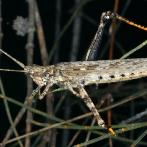 Coryphistes ruricola at Rosedale, NSW - 14 Nov 2019