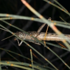 Coryphistes ruricola at Rosedale, NSW - 14 Nov 2019