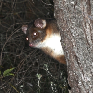 Pseudocheirus peregrinus at Rosedale, NSW - 14 Nov 2019 09:12 PM