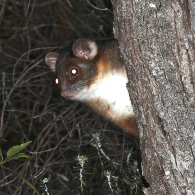 Pseudocheirus peregrinus (Common Ringtail Possum) at Rosedale, NSW - 14 Nov 2019 by jb2602