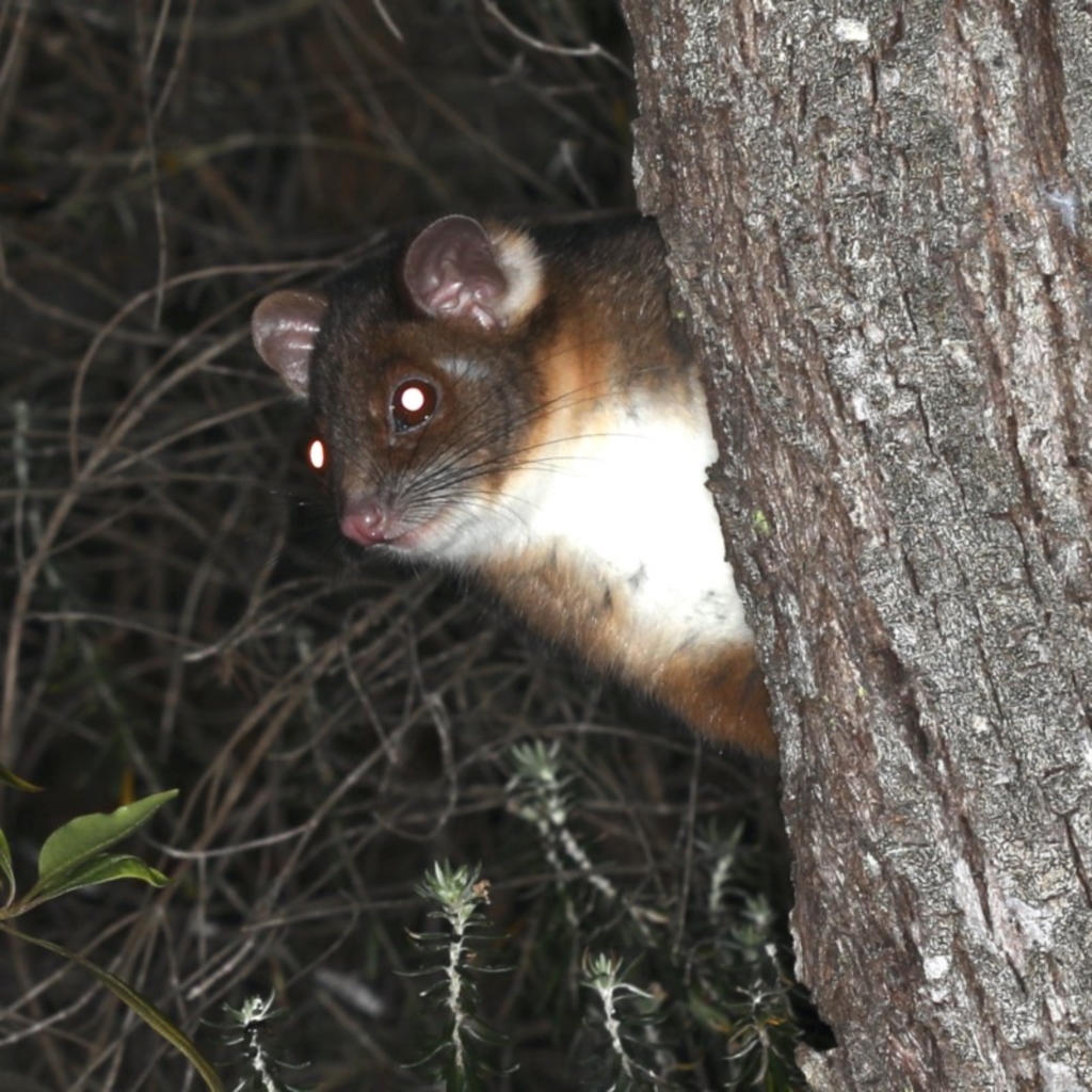 Pseudocheirus peregrinus at Rosedale, NSW - 14 Nov 2019