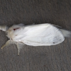 Trichiocercus sparshalli (Sparshall's Moth) at Rosedale, NSW - 14 Nov 2019 by jb2602