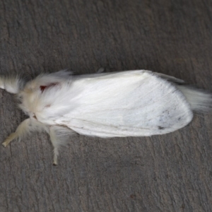 Trichiocercus sparshalli at Rosedale, NSW - 14 Nov 2019