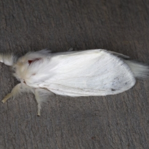 Trichiocercus sparshalli at Rosedale, NSW - 14 Nov 2019 09:51 PM
