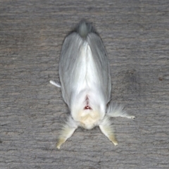 Trichiocercus sparshalli at Rosedale, NSW - 14 Nov 2019