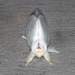 Trichiocercus sparshalli at Rosedale, NSW - 14 Nov 2019 09:51 PM