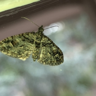 Phrissogonus laticostata (Apple looper moth) at Aranda, ACT - 13 Dec 2019 by Jubeyjubes