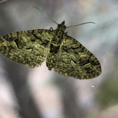 Phrissogonus laticostata at Aranda, ACT - 13 Dec 2019 07:57 AM