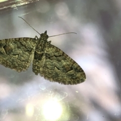 Phrissogonus laticostata at Aranda, ACT - 13 Dec 2019 07:57 AM