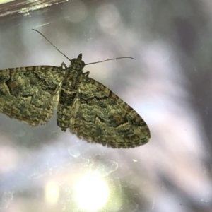 Phrissogonus laticostata at Aranda, ACT - 13 Dec 2019