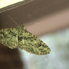 Phrissogonus laticostata at Aranda, ACT - 13 Dec 2019