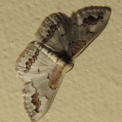 Dithalama cosmospila (Grey Spotted Wave) at Conder, ACT - 6 Dec 2019 by MichaelBedingfield