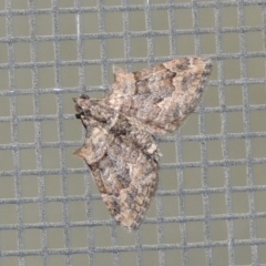 Phrissogonus laticostata (Apple looper moth) at Conder, ACT - 6 Dec 2019 by MichaelBedingfield