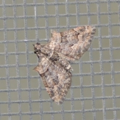 Phrissogonus laticostata (Apple looper moth) at Conder, ACT - 5 Dec 2019 by michaelb