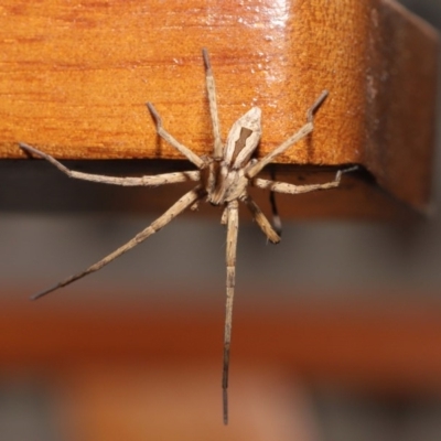 Argoctenus sp. (genus) (Wandering ghost spider) at Evatt, ACT - 12 Dec 2019 by TimL