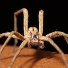 Argoctenus sp. (genus) at Evatt, ACT - 12 Dec 2019