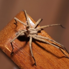 Argoctenus sp. (genus) at Evatt, ACT - 12 Dec 2019 04:17 PM