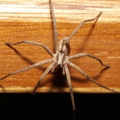 Argoctenus sp. (genus) at Evatt, ACT - 12 Dec 2019