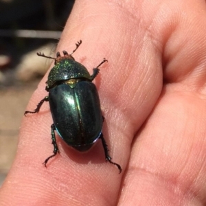 Lamprima aurata at Wonboyn, NSW - 9 Dec 2019