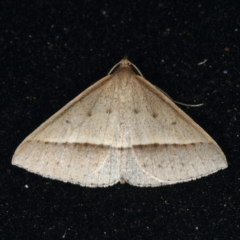 Epidesmia tryxaria (Neat Epidesmia) at Rosedale, NSW - 14 Nov 2019 by jb2602