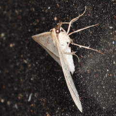 Epidesmia tryxaria at Rosedale, NSW - 14 Nov 2019 09:40 PM