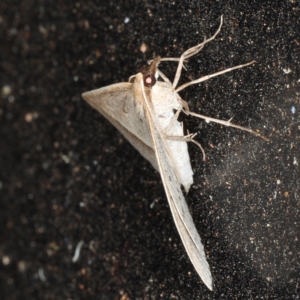 Epidesmia tryxaria at Rosedale, NSW - 14 Nov 2019