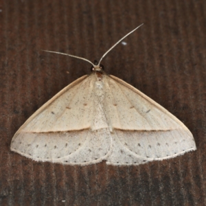 Epidesmia tryxaria at Rosedale, NSW - 14 Nov 2019