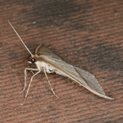 Epidesmia tryxaria at Rosedale, NSW - 14 Nov 2019 09:40 PM