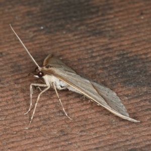 Epidesmia tryxaria at Rosedale, NSW - 14 Nov 2019