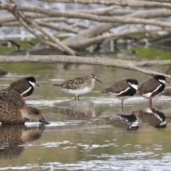 Calidris acuminata (Sharp-tailed Sandpiper) at Fyshwick, ACT - 12 Dec 2019 by Marthijn