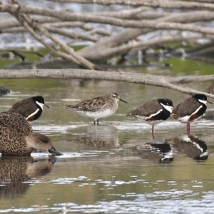 Calidris acuminata at Fyshwick, ACT - 13 Dec 2019 09:33 AM