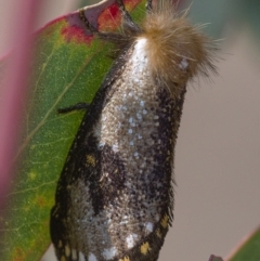 Epicoma contristis (Yellow-spotted Epicoma Moth) at Symonston, ACT - 13 Dec 2019 by Marthijn