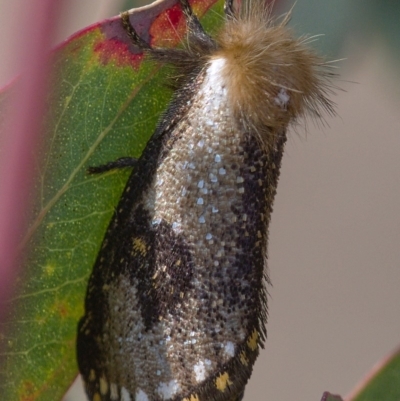 Epicoma contristis (Yellow-spotted Epicoma Moth) at Symonston, ACT - 12 Dec 2019 by Marthijn