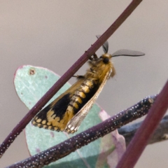 Epicoma contristis at Symonston, ACT - 13 Dec 2019 08:53 AM