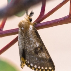 Epicoma contristis at Symonston, ACT - 13 Dec 2019 08:53 AM