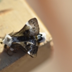 Genduara punctigera (Spotted Clear Winged Snout Moth) at QPRC LGA - 2 Oct 2019 by natureguy