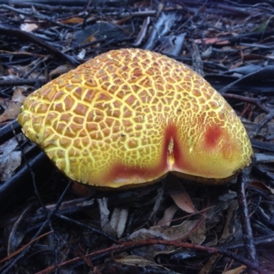 Unidentified Fungus at Quaama, NSW - 8 Feb 2015 by FionaG