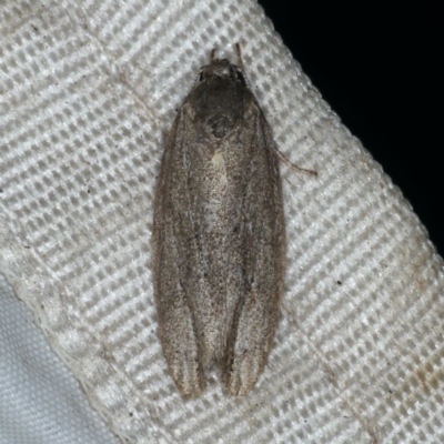 Threnosia (genus) at Rosedale, NSW - 15 Nov 2019 by jb2602