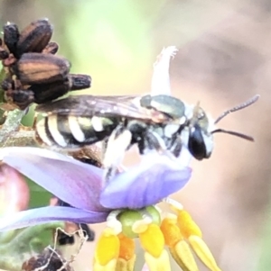 Lipotriches (Austronomia) phanerura at Aranda, ACT - 13 Dec 2019