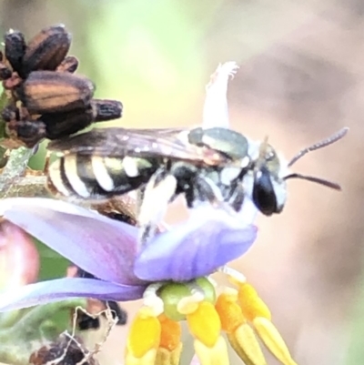 Lipotriches (Austronomia) phanerura (Halictid Bee) at Aranda, ACT - 13 Dec 2019 by Jubeyjubes